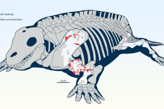 研究称2.8亿年前化石记录陆地捕食者攻击植食动物的最早直接证据