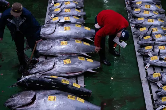 东京丰洲市场新年首拍：243公斤蓝鳍金枪鱼以5.1亿日元成交创纪录