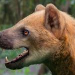 西班牙发现中新世熊犬科新种 Paludocyon moyasolai