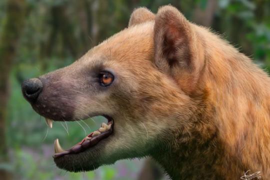西班牙发现中新世熊犬科新种 Paludocyon moyasolai