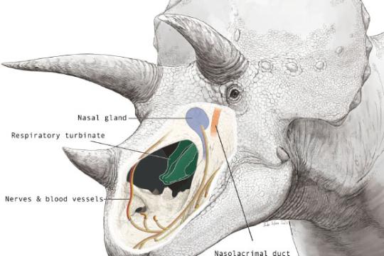 研究称三角龙鼻腔结构或兼具体温与呼吸调节功能