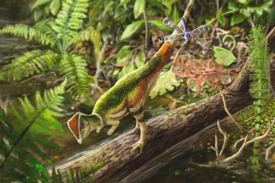 加拿大发现已知最年轻厚头龙躯干化石 标本或不足一岁