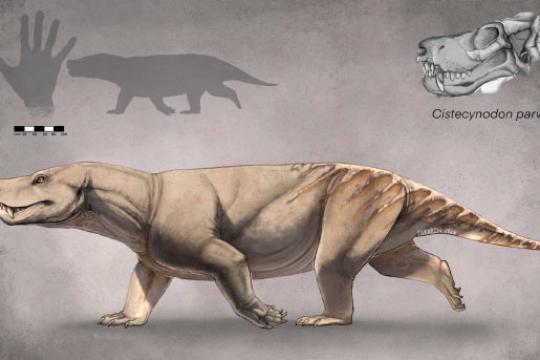 CT扫描重建三叠纪犬齿兽头骨 解决数十年分类争议