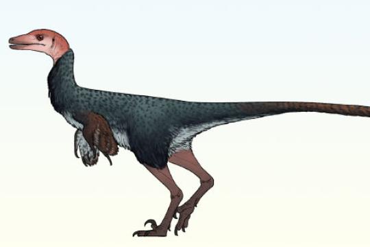 墨西哥晚白垩世发现厚头龙样特征Troodontid新种