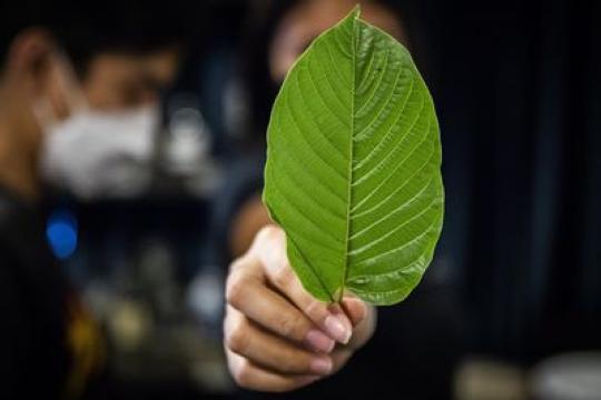 关于7-OH：健康官员重点关注的危险克拉托姆副产物