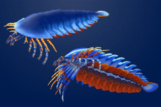 5亿年前节肢动物化石被确认为已知最古老铰肢动物