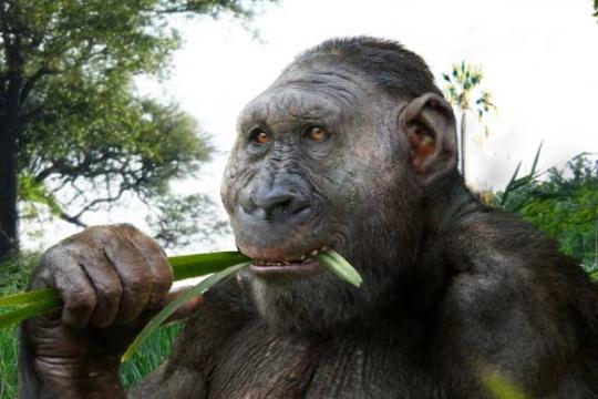 埃塞俄比亚发现距今约260万年副人属化石 扩大古人类分布认知