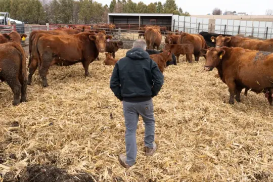 特朗普在伊朗冲突背景下推出农业与食品供应链新援助措施