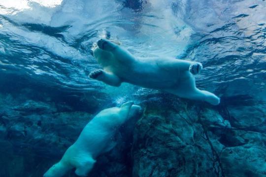 人工智能冲击担忧拖累市场：IBM股价下挫11%，加密货币同步走低