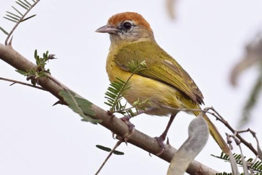 玻利维亚确认新鸟种“贝尼绿鹟” 为南美增添一特有物种