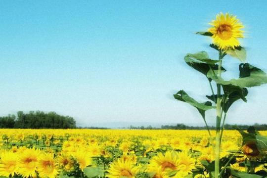 丹尼尔·科伊尔：繁荣是团队共同成长的过程