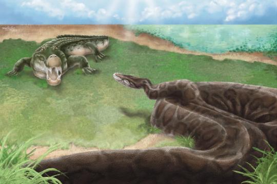 研究指中更新世台湾曾有近4米长巨蟒活动