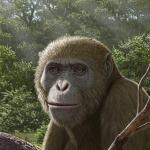 早中新世埃及化石类人猿或改写现代类人猿起源图景