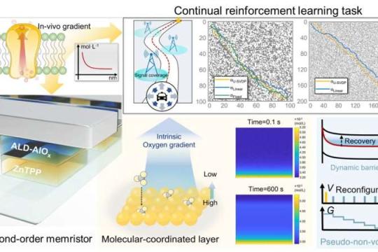 内置氧梯度忆阻器助力强化学习实现更快更稳训练