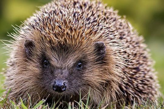 从“恶灵”到“国民宠儿”：刺猬在人类文化中的形象变迁