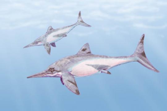 古巴西部发现迄今最完整侏罗纪鱼龙化石