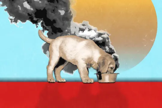 研究称部分狗粮碳足迹或高于主人饮食