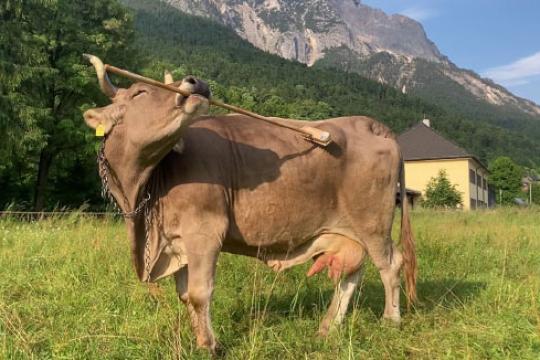 研究称奶牛可灵活使用多功能工具