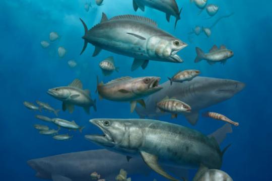 埃及早古新世鱼类化石揭示恐龙灭绝后海洋生态重建