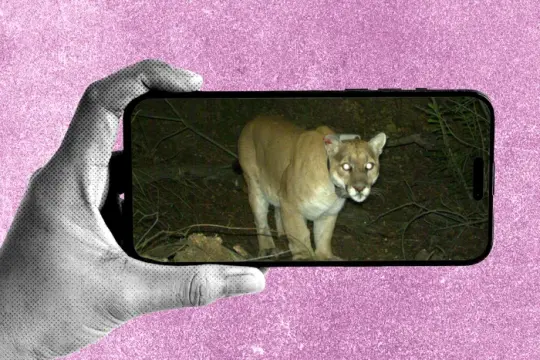 从模糊鼠影到“疥癣郊狼”：r/animalid 子版块如何让人们在日常中寻找野生动物的刺激感