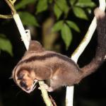 被认为失踪约6000年的两种有袋类在新几内亚雨林被确认存活