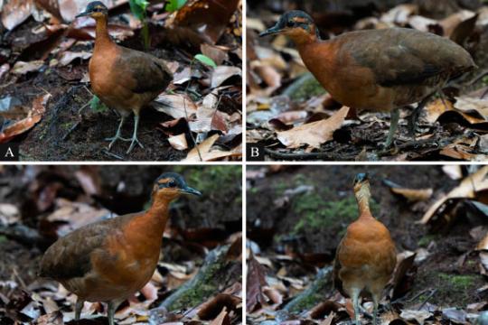 巴西亚马逊西部发现新种针尾鸟“灰面针尾鸟”