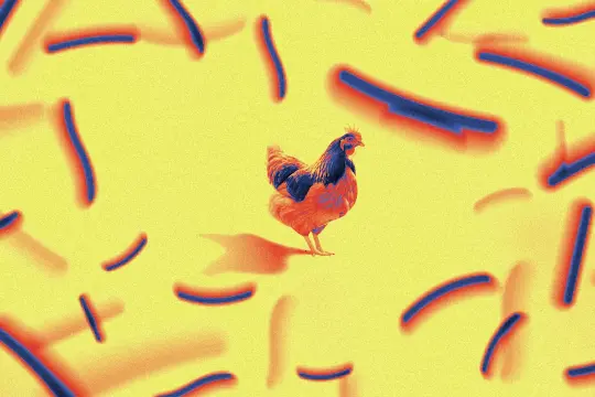 美国Suzanna’s Kitchen因李斯特菌风险召回逾1.3万磅即食鸡肉