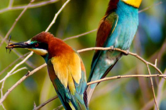 全球已知鸟类进化关系绘制成完整系统树 全新在线工具同步开放