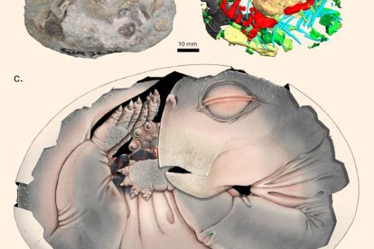 南非发现2.5亿年前含胚二齿兽蛋化石 首次直接证实早期哺乳动物祖先产卵