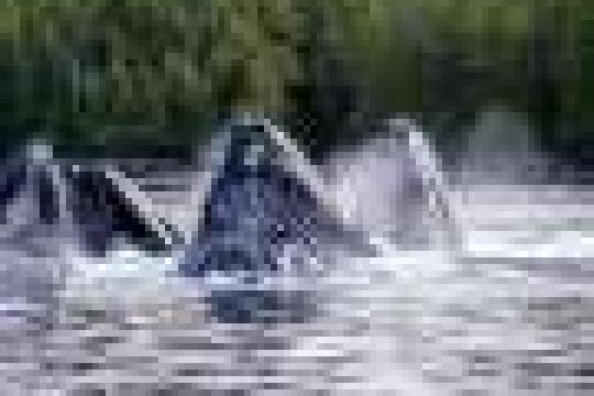 研究：迁徙座头鲸推动“气泡网捕鱼”在群体中传播