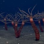 4.5亿年前魁北克化石揭示新型管居水母状动物