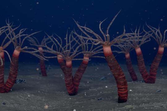 4.5亿年前魁北克化石揭示新型管居水母状动物