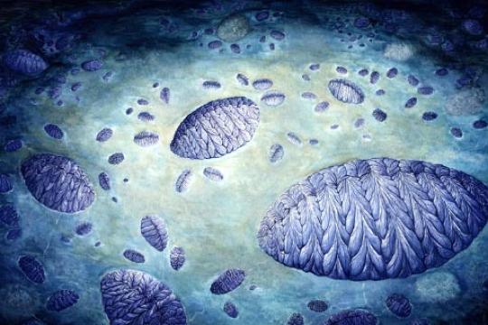 研究称埃迪卡拉纪早期动物以克隆繁殖为主 或致进化步伐缓慢