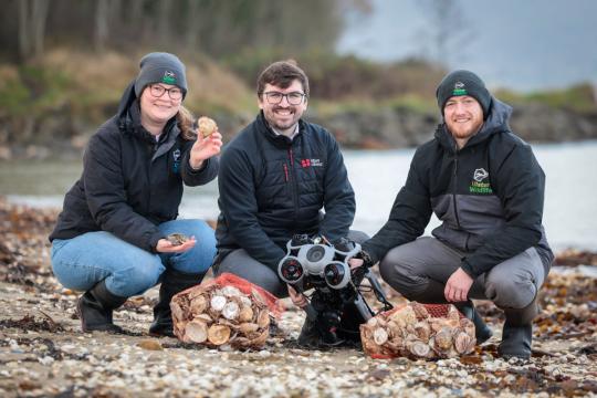 贝尔法斯特湾投放逾3万只牡蛎 推进本地牡蛎礁恢复计划