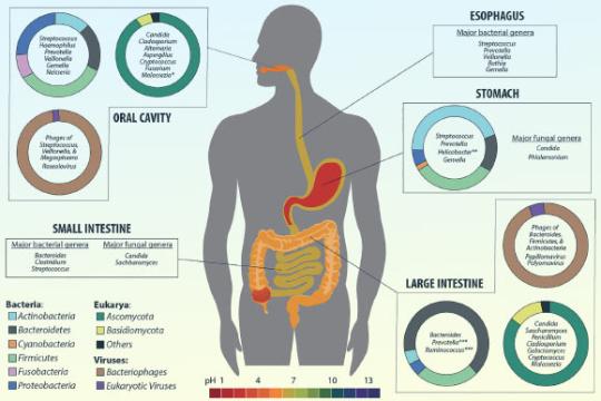 大规模遗传研究发现维生素B1代谢相关基因参与肠道蠕动调节
