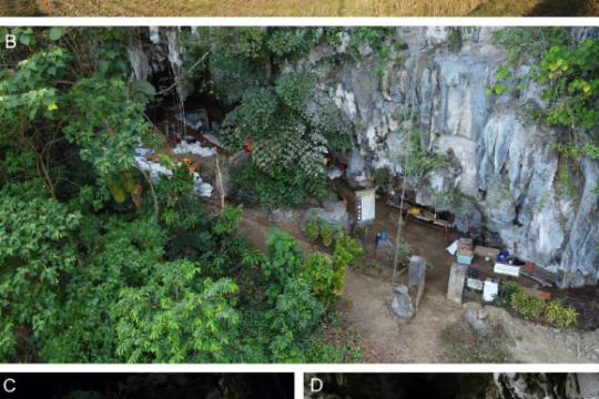 研究称苏拉威西岛洞穴揭示古人类与智人或曾共存