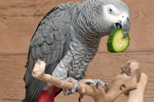 研究称圈养鹦鹉或能以类似人类方式使用“名字”