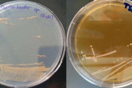 罗马尼亚5000年冰洞中发现多重耐药细菌株