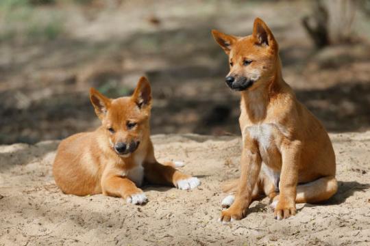 研究称澳大利亚大多数“野狗”实为野生犬 血统分析重塑管理讨论