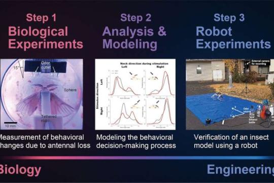 受昆虫启发的新型机器人：单侧“触角”也能精准锁定气味源