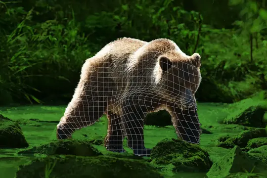 面部识别技术用于熊类个体识别与野生动物管理探索