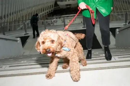 我给我的卡瓦普犬弄了个假服务犬证件，他从未被查验过