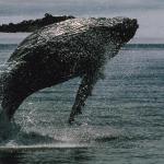 加密货币交易者在Hyperliquid建立1.94亿美元比特币与以太坊多头头寸