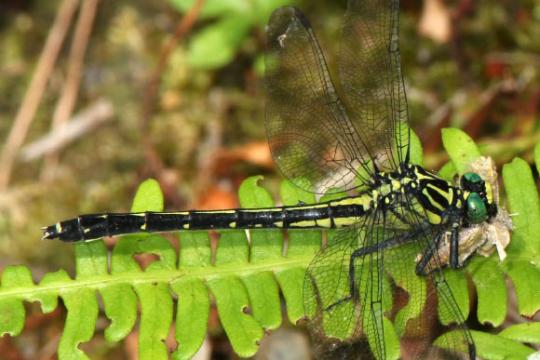 研究发现蜻蜓与人类共享红色视觉调节机制