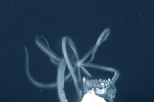 澳大利亚西部深海峡谷检测到巨型鱿鱼DNA