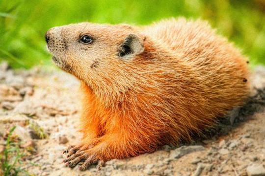 土拨鼠难当“天气预报员”，却是关键生态工程师