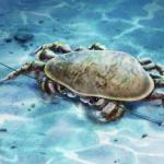 早三叠世贵阳生物群发现具强壮颚部新环甲类甲壳动物