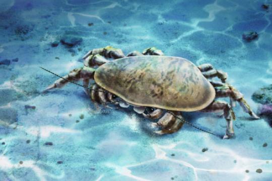 早三叠世贵阳生物群发现具强壮颚部新环甲类甲壳动物