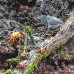 研究确认加拉帕戈斯熔岩苍鹭为独立物种