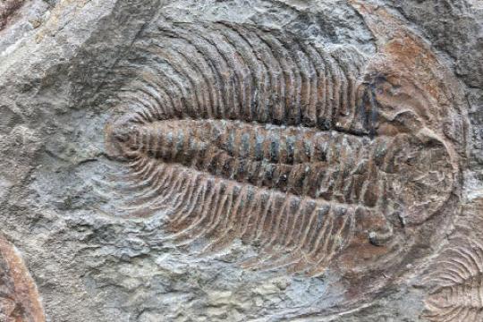 研究称寒武纪三叶虫化石中检测到几丁质痕迹